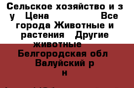 Сельское хозяйство и з/у › Цена ­ 2 500 000 - Все города Животные и растения » Другие животные   . Белгородская обл.,Валуйский р-н